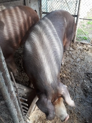 Vind porci de carne - imagine 3