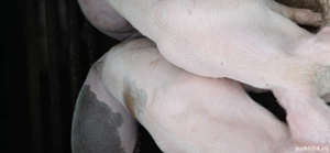 Vînd  patru  porci 100 kg și unul 130 kg - imagine 2