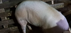 Vînd  patru  porci 100 kg și unul 130 kg - imagine 3