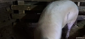 Vînd  patru  porci 100 kg și unul 130 kg - imagine 4