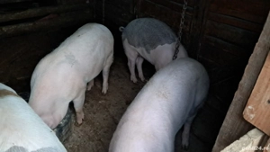 Vînd  patru  porci 100 kg și unul 130 kg - imagine 5