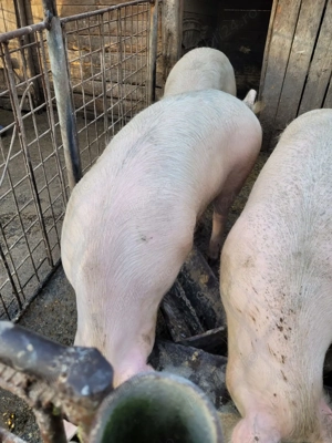 Vand Porci - imagine 2