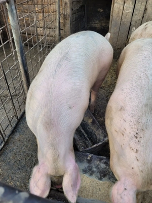 Vand Porci - imagine 3