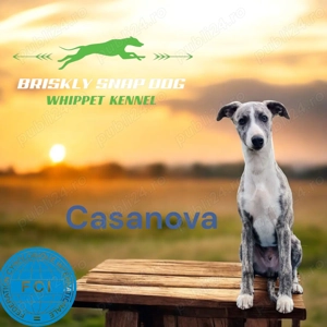 Pui whippet cu pedigree - imagine 2