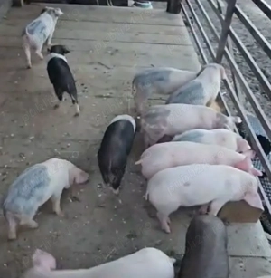 Purceluși foarte sănătoși și mâncăcioși!