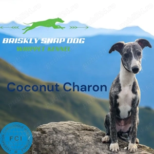 Pui whippet cu pedigree