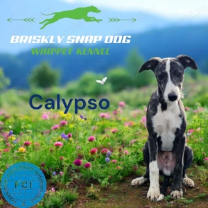 Pui whippet cu pedigree - imagine 3