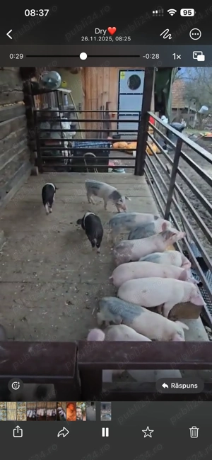 Purceluși foarte sănătoși și mâncăcioși! - imagine 3