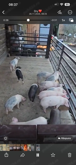 Purceluși foarte sănătoși și mâncăcioși! - imagine 4