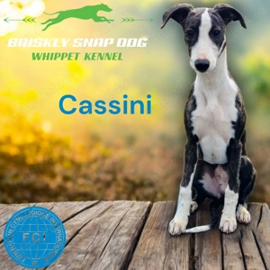 Pui whippet cu pedigree - imagine 4