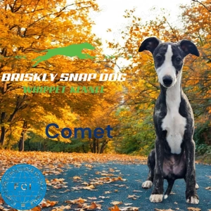 Pui whippet cu pedigree - imagine 5