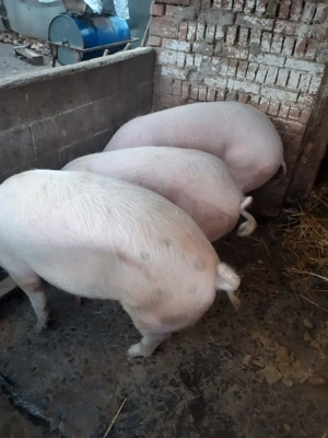 Vând porci de taiat