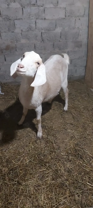 Iedute de vânzare  - imagine 4