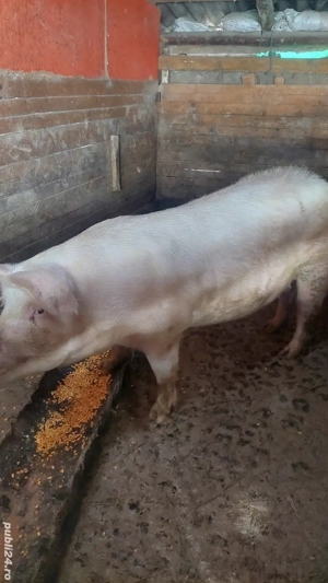 purcea de vânzare de carne