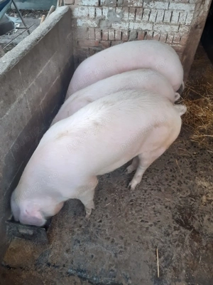 Vând porci de taiat - imagine 2