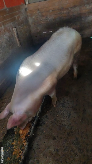 purcea de vânzare de carne - imagine 2