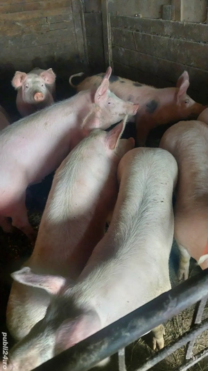 purcei de vânzare de rasă