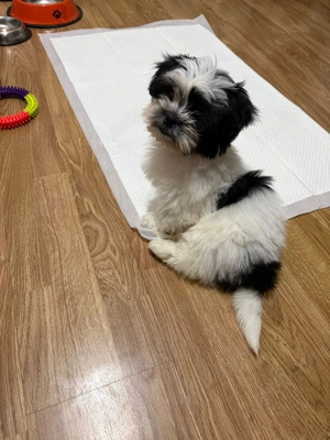 Cățel shitzu mini toy 