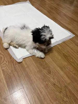 Cățel shitzu mini toy  - imagine 2