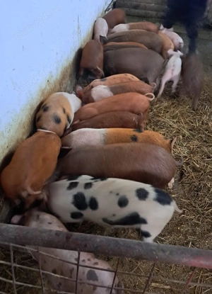 purcei 8-14 saptamani