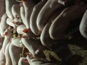 Purcei de vanzare - imagine 3