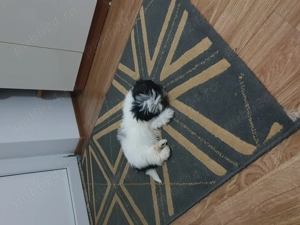 Cățel shitzu mini toy  - imagine 4