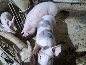 Porci pentru Craciun 80 kg -200 kg - imagine 3