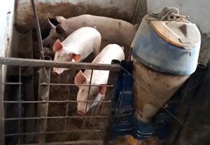 Porci pentru Craciun 80 kg -200 kg - imagine 2