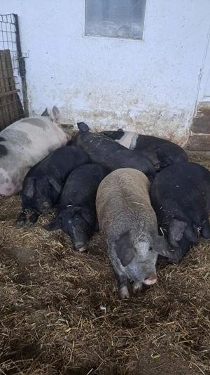 Porci pentru Craciun 80 kg -200 kg - imagine 4