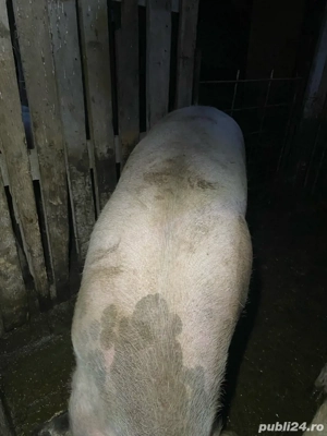 vand 2 porci  - imagine 4