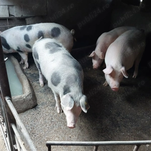 Gospodar din Padureni - Timis vand porc 