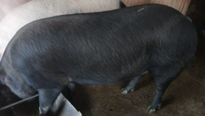 Porc de vânzare crescut natural 