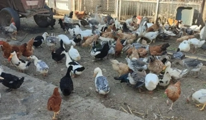 Rate si gaste  - imagine 3