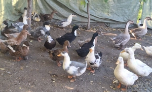 Rate si gaste  - imagine 2