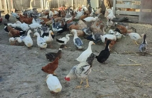 Rate si gaste  - imagine 4