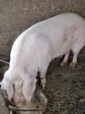 Scroafa de vanzare - imagine 2