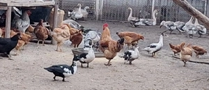 Rate si gaste  - imagine 5