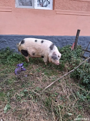 vand porc crescut bio! - imagine 2