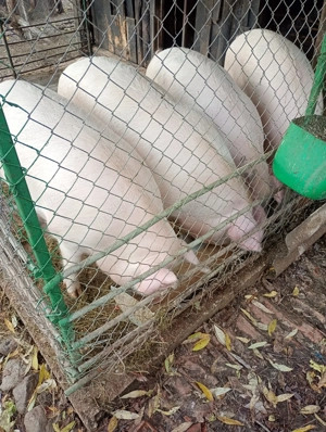 Porci de vanzare - imagine 2