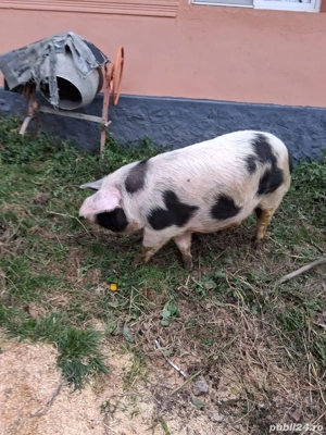 vand porc crescut bio!