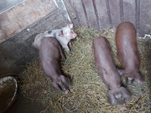 Purcei la 3 luni - imagine 2