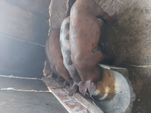 Purcei la 3 luni - imagine 3