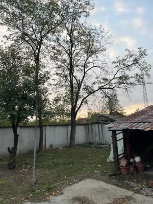 Taiere copaci inalti - imagine 2