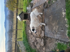 Vand  caine ciobănesc  de 4 ani 