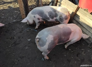 Vând porci de carne crescuți BIO