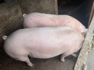 Porc pentru Craciun - imagine 2