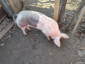 Vând 2 purcele de carne rasa Pietrain Belgian  - imagine 3