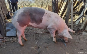 Vând porci de carne crescuți BIO - imagine 4