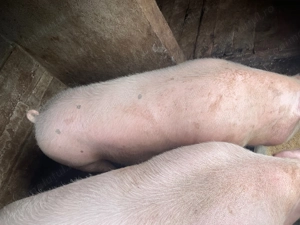 Porc pentru Craciun - imagine 4