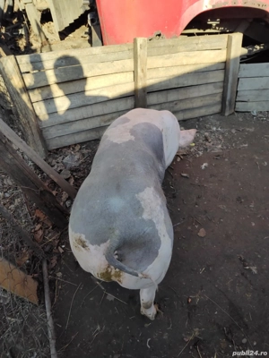 Vând porci de carne crescuți BIO - imagine 3